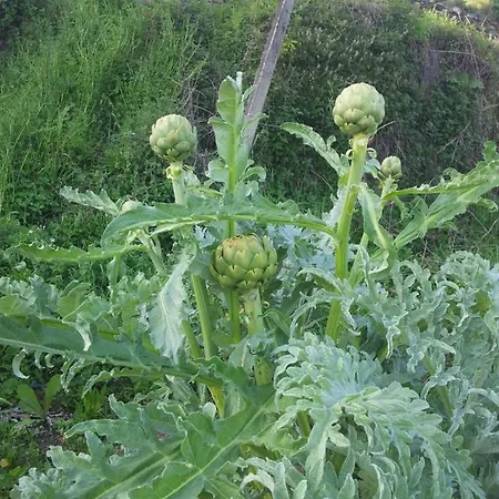 Quinta Quatro Ventos Bed & Breakfast Sertã