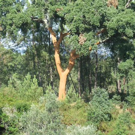 Quinta Quatro Ventos Bed & Breakfast